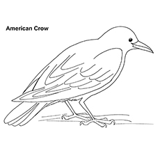 Dibujos de Cuervo Americano