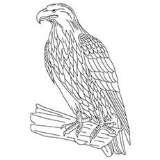 Dibujos de Un Águila de Oro