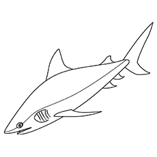 Dibujos de Un Tiburón Toro