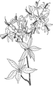 Dibujos de Flores Silvestres de Rododendro