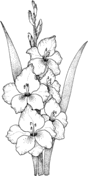 Dibujos de Rojo Escarlata Gladiolus