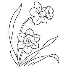 Dibujos de Dos Flores Del Narciso