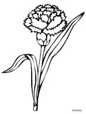 Dibujos de Dianthus Caryophyllus