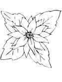 Dibujos de Euphorbia Pulcherrima Roja