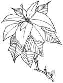 Dibujos de Euphorbia Pulcherrima