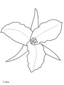 Dibujos de Trillium Grandiflorum