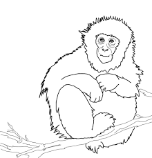 Dibujos de Macaco Japonés