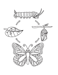 Dibujos de Ciclo de Vida de La Mariposa