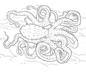 Dibujos de Octopus Macropus