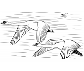 Dibujos de Cisnes Volando