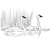 Dibujos de Familia de Cisnes 