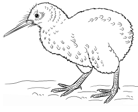 Dibujos de Pájaro Kiwi
