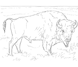 Dibujos de Un Bison Bison