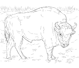 Dibujos de Bisonte Europeo