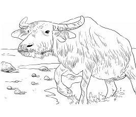 Dibujos de Búfalo de Agua