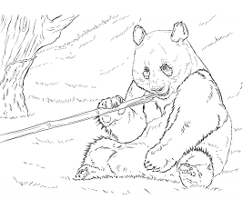Dibujos de Panda Comiendo Bambú