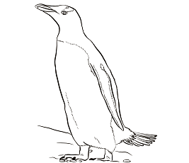 Dibujos de Pingüino Juanito