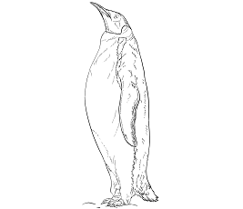 Dibujos de Pingüino Emperador