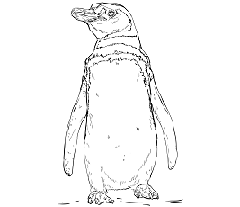 Dibujos de Pingüino de Humboldt