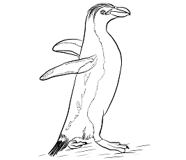 Dibujos de Pingüino Real