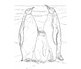 Dibujos de Familia de Pingüino Emperador