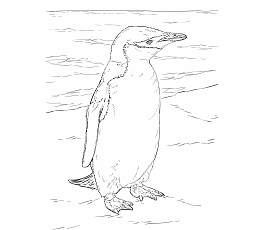 Dibujos de Pingüino Barbijo