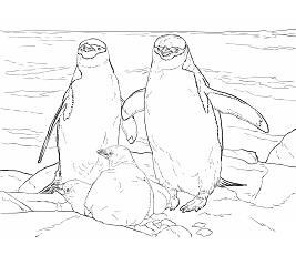 Dibujos de Familia de Pingüino Barbijo