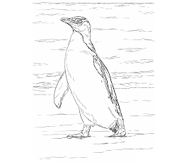 Dibujos de Pingüino Ojigualdo
