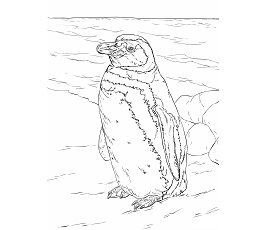 Dibujos de Pingüino de Magallanes