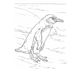 Dibujos de Pingüino de Galápagos