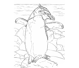 Dibujos de Pingüino Macarrones