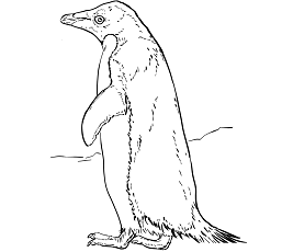 Dibujos de Pingüino Adelaida