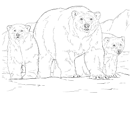 Dibujos de 3 Oso Polar