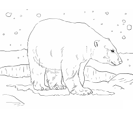 Dibujos de Un Oso Polar