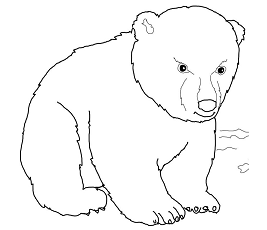 Dibujos de Oso Polar Bebé