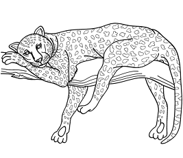 Dibujos de Leopardo Acostado En Rama