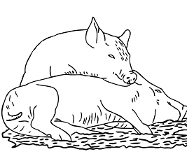 Dibujos de Dos Cerdos Durmiendo