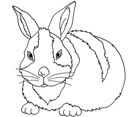 Dibujos de Un Conejo