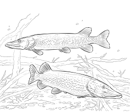 Dibujos de 2 Lucios Pescados