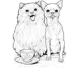 Dibujos de Pomerania y Chihuahua