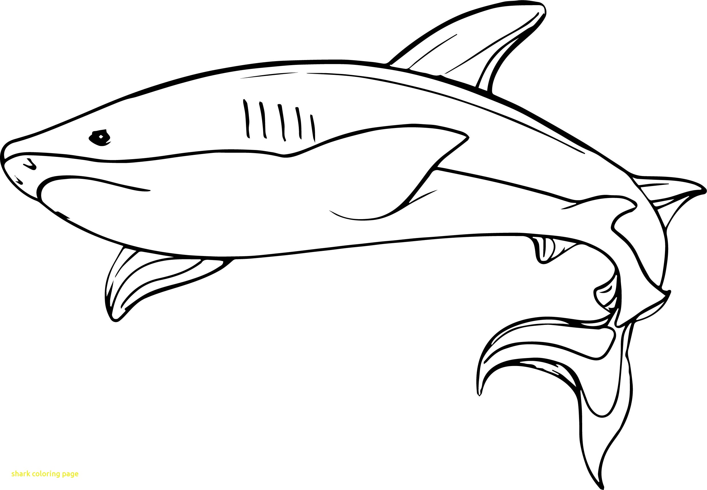 Dibujos de Tiburón Normal