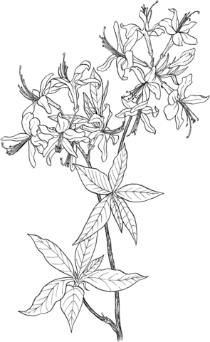 Click to see printable version of Flores Silvestres de Rododendro Coloring page