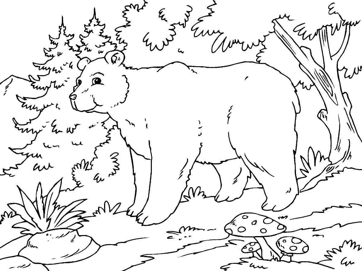 Click to see printable version of Oso Alpino Coloring page